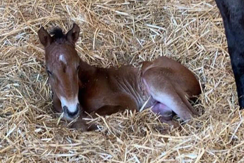2020 foals: the Ks are coming!